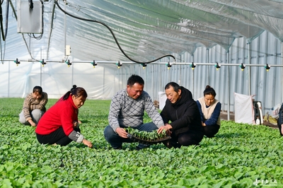 阜南田間煥新機 農技服務進大棚，科技賦能助振興